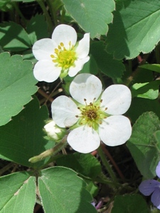 Fragaria spp.